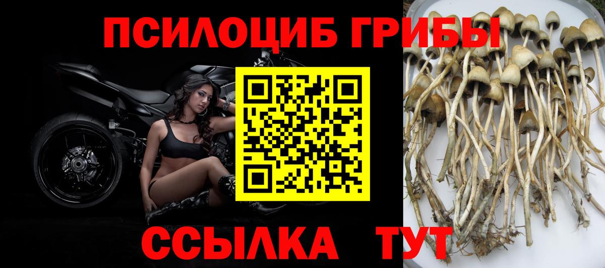 Галлюциногенные грибы MAGIC MUSHROOMS  Псилоцибиновые грибы Magic Shrooms  Людиново  цена   Вход с VPN 